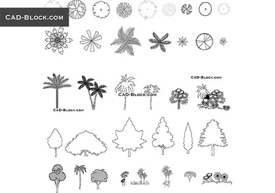 Trees plan, elevation - download vector illustration