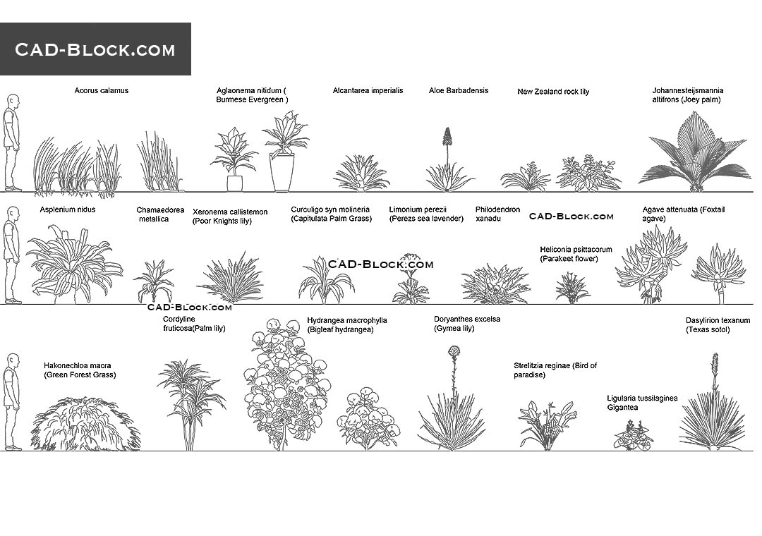 Plants Dimensions & Drawings | Dimensions.com