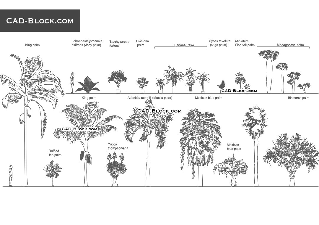 Palm Trees - CAD Blocks, AutoCAD file