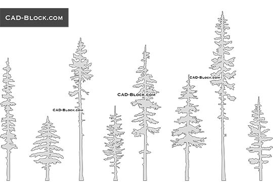 Pine Trees - download vector illustration