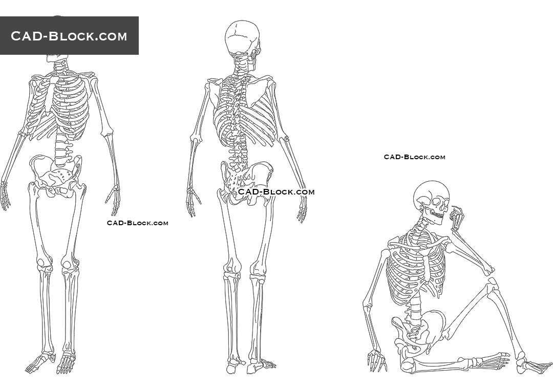 Human Skeleton - CAD Blocks, AutoCAD file