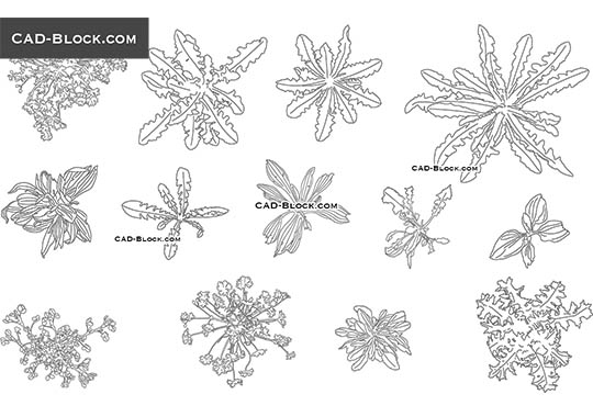 Herbaceous Plants - download vector illustration